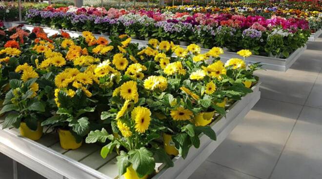 Oltre 6mila euro da distribuire tra floricoltori e  buoni spesa