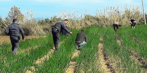 Forlì, sfruttavano gli immigrati per la raccolta di verdure nei campi: quattro persone in manette