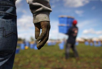 Foggia, arrestati tre imprenditori agricoli per sfruttamento di manodopera clandestina