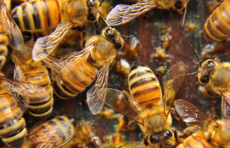 Una specie su dieci di api e farfalle europee è minacciata di estinzione e una specie su tre vede la propria popolazione in declino