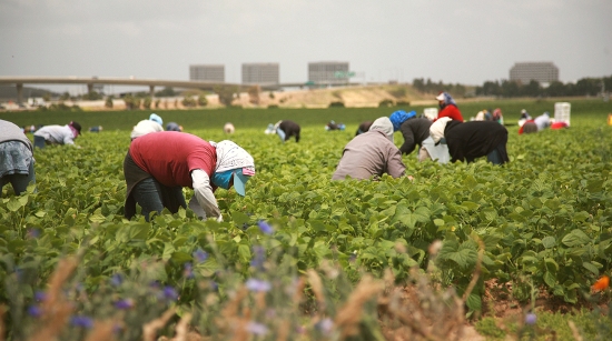 Migranti, pene raddoppiate per chi favorisce e sfrutta il ‘lavoro nero’
