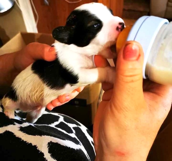 Cuccioli salvati a Cerveteri dalle Guardie EcoZoofile Gepa: “L’abbandono è un reato”