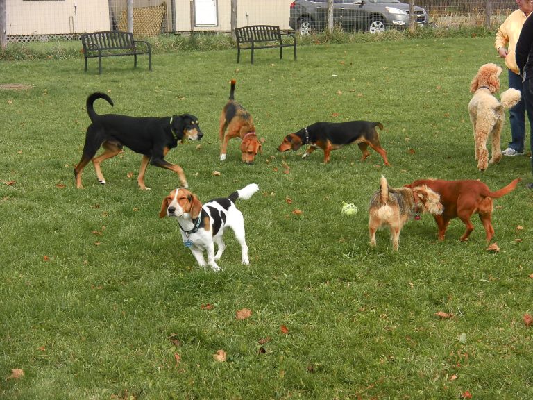 Cerenova, chiudono i dog park per disinfestazione