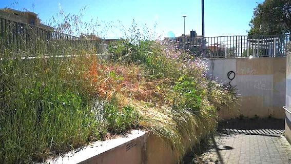 Erba alta alla stazione di Ladispoli