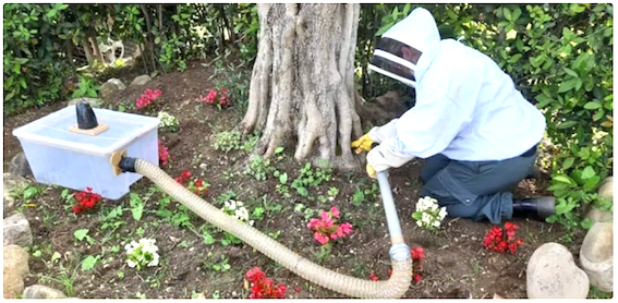 Sciame d’api in giardino: intervengonole Guardie Ecozoofile di Cerveteri