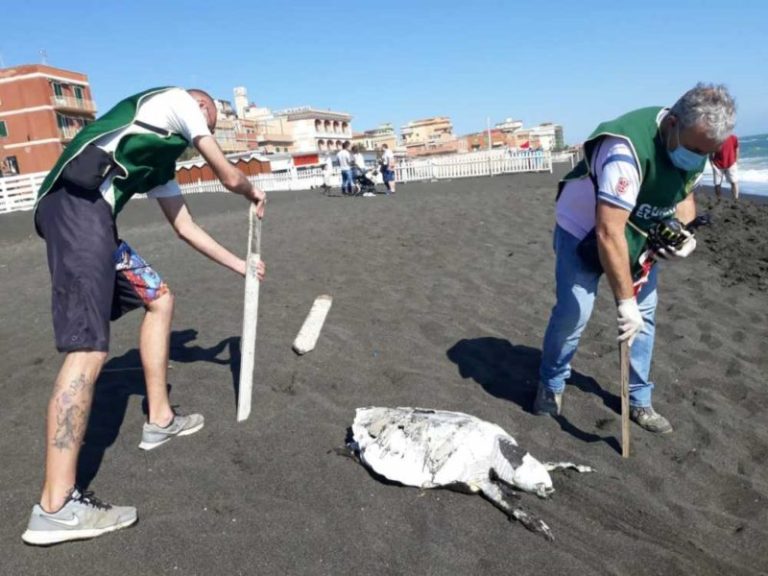 Tartaruga morta davanti al Papeete di Ladispoli