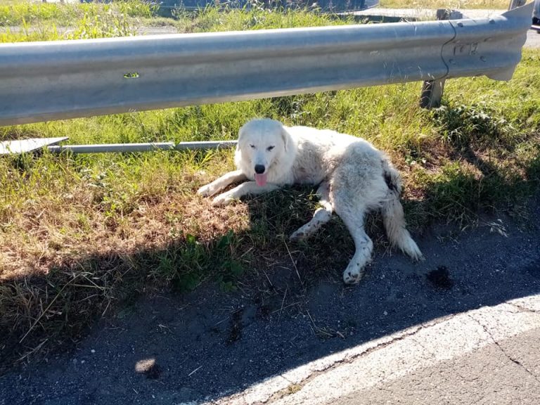 Non ce l’ha fatta il cane soccorso dalle Guardie Zoofile di Cerveteri