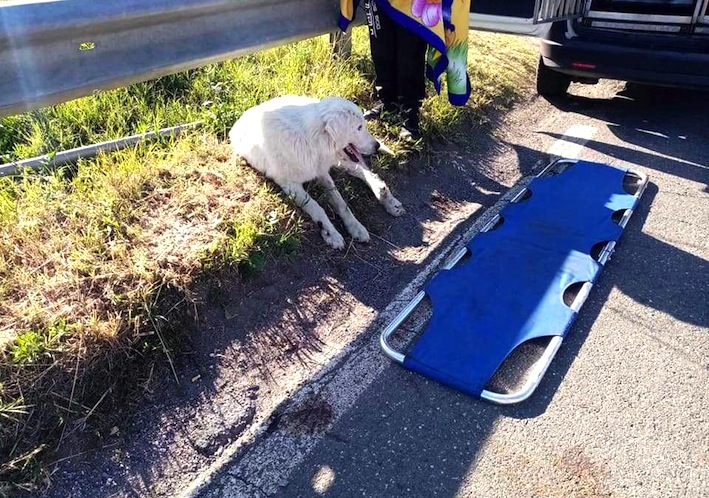 Cagnolone investito a I Terzi: salvataggio a Cerveteri