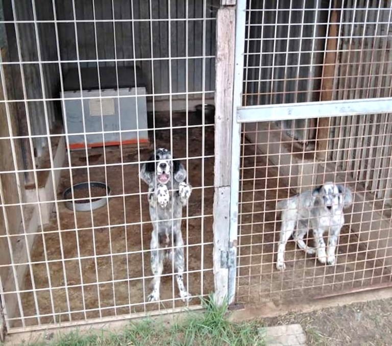 Cede cani da caccia illegalmente: stangata per un uomo di Cerveteri