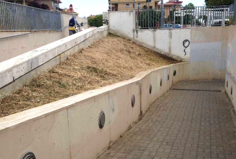 Erbacce alla stazione di Ladispoli, Ardita e Augello: “Pulizia fatta dal Comune”