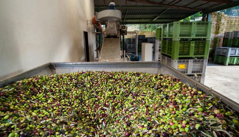 Cerveteri: vino, olio e prodotti agricoli per far conoscere il territorio anche on-line!