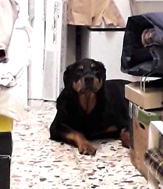 Rottweiler recuperato dalle ecozoofile di FareAmbiente