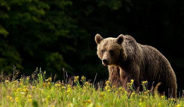 Trentino, il Tar sospende l’ordinanza di abbattimento dell’orsa Gaia