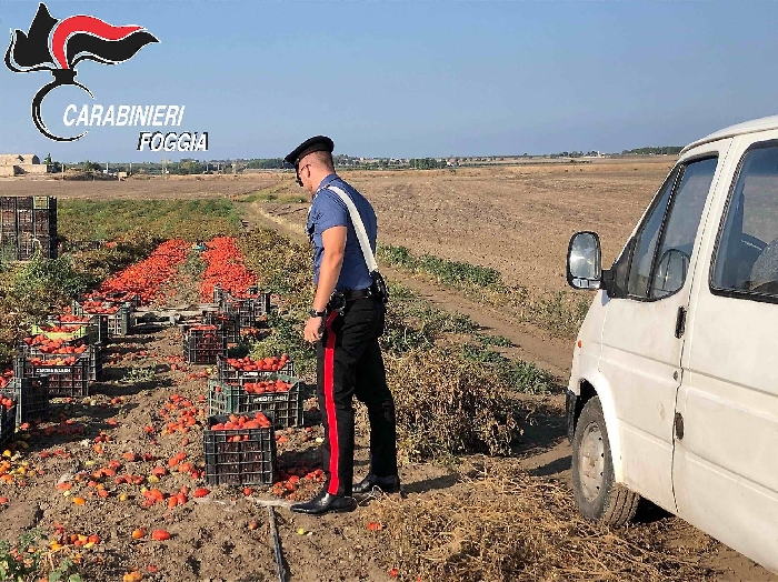 Apricena (Foggia), un imprenditore agricolo è stato arrestato per sfruttamento del lavoro