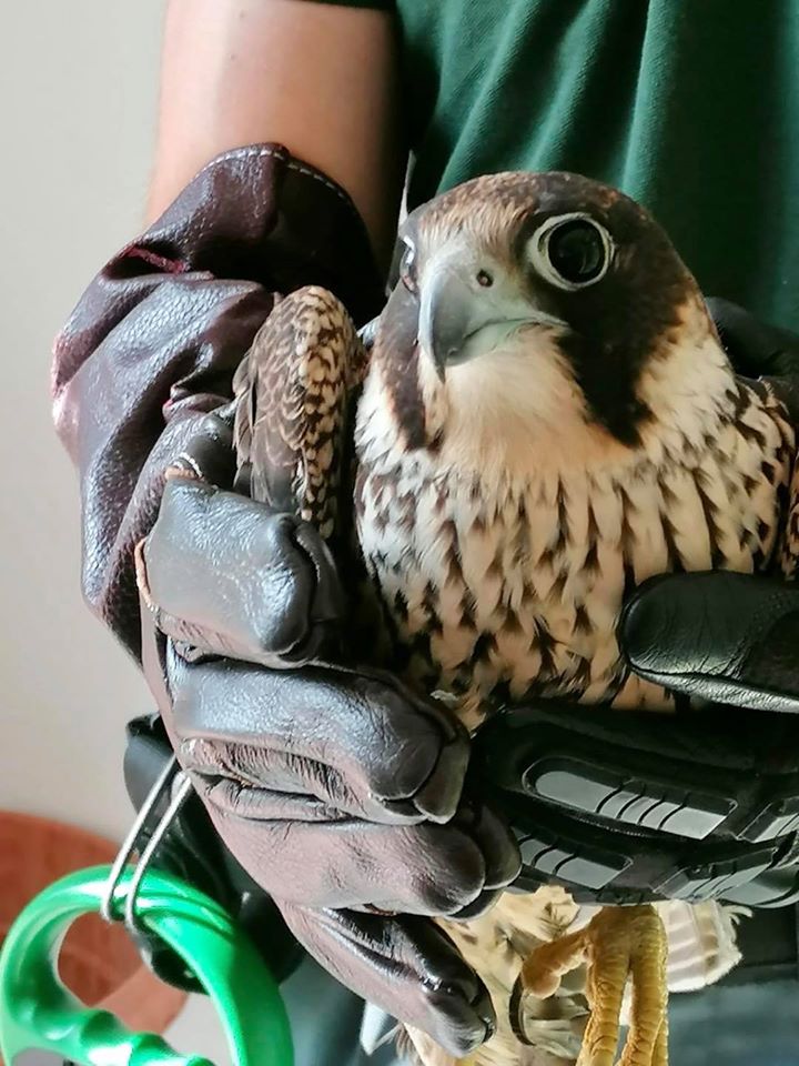 FareAmbiente Cerveteri recupera un falco pellegrino