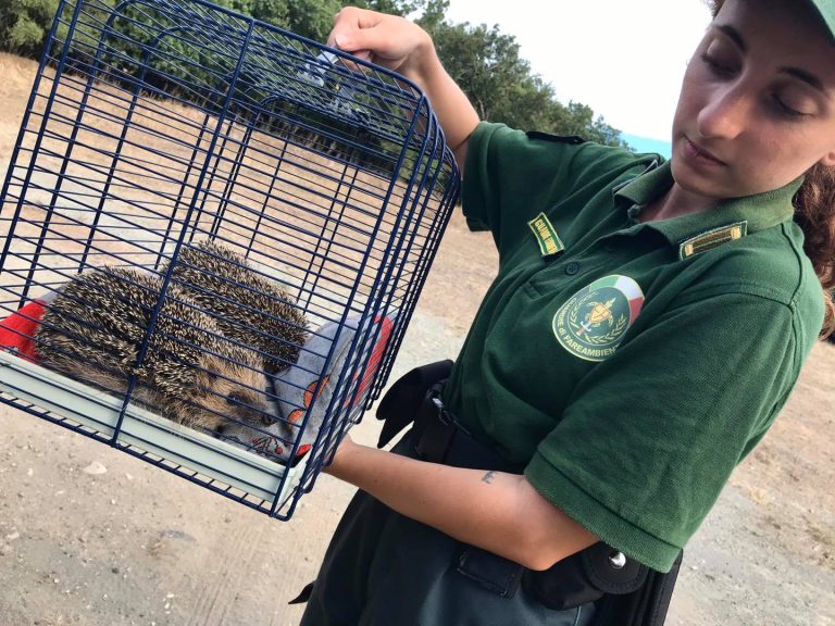 Coppia di ricci messa in salvo dalle guardie di Fareambiente