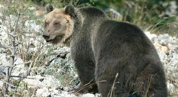 Trentino: l’orso “M49” è fuggito nuovamente dopo aver abbattuto una rete di protezione