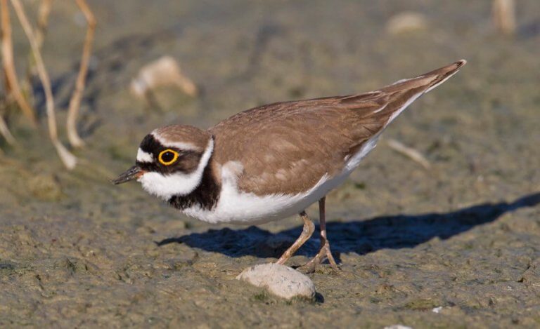 Torre Flavia, cercasi volontari per il campo sorveglianza dei nidi di Corriere Piccolo