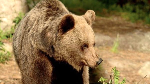 Trentino Aldo Adige: è una femmina l’orsa che ha aggredito e ferito due uomini. Il governatore Fugatti ha ordinato la cattura e l’abbattimento