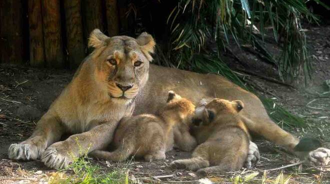 Roma, evento storico al Bioparco: sono nate due piccole di leone asiatico