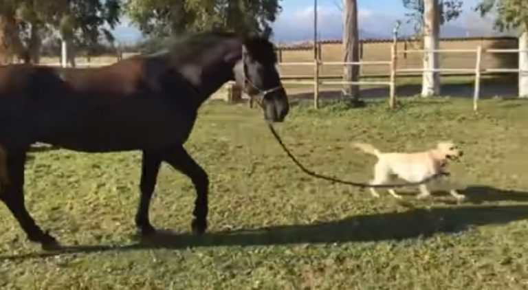 Al centro di coordinamento dei servizi a cavallo e cinofili di Ladispoli il cane ‘conduce’ il cavallo