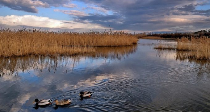 Campo di Mare: la Palude protetta di Torre Flavia, riserva con riserva