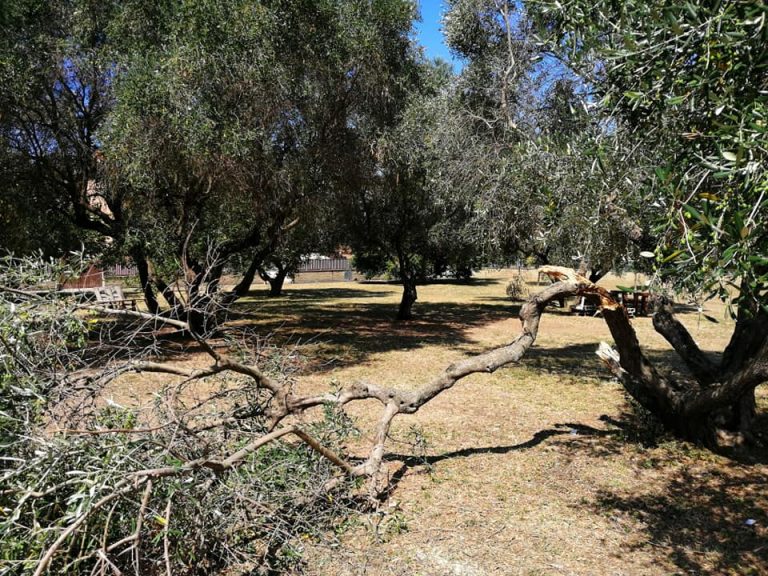 Abbattuti alberi al parco Martiri delle Foibe