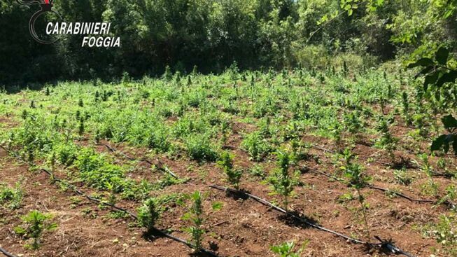 San Nicandro Garganico (Foggia), scoperta una coltivazione di marijuana: sequestrati 200 chili di ‘erba’