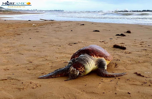 Agrigento, l’irritazione di “Mareamico” per i turisti che hanno disturbato una grossa tartaruga che voleva deporre le uova