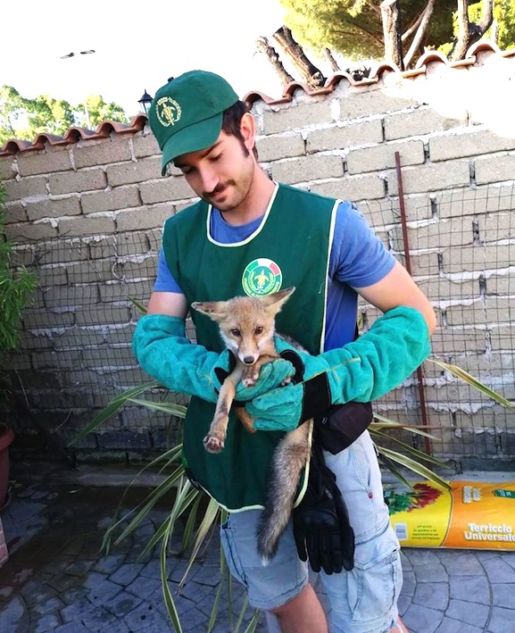 Le guardie Ecozoofile mettono in salvo una giovane volpe rossa