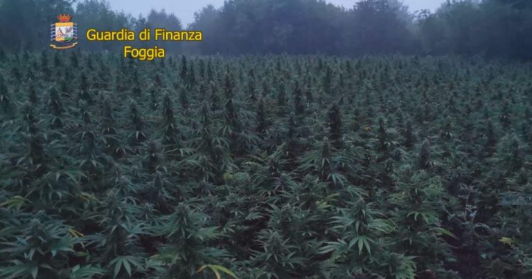 San Marco in Lamis (Foggia), sequestrata dalla Finanza maxi coltivazione di cannabis con oltre 5mila piante