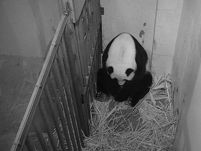 Usa, è nato un ‘panda gigante’ nello zoo di Washington