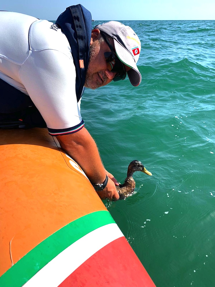 Recuperato a Campo di Maregiovane uccello di Capo Verde