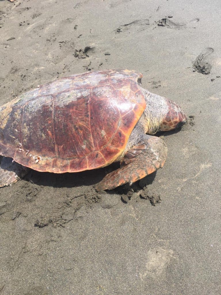 Dopo Campo di Mare, una caretta caretta nidifica sulla spiaggia di Santa Marinella