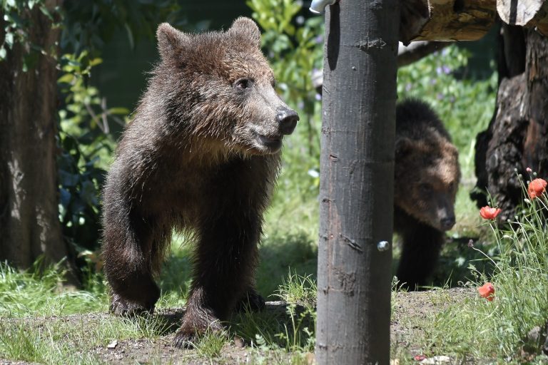 Trentino, orso di 121 chili aggredisce e ferisce un carabiniere: è stato poi catturato