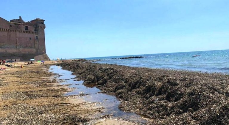 Alghe a Santa Severa, una strana coincidenza