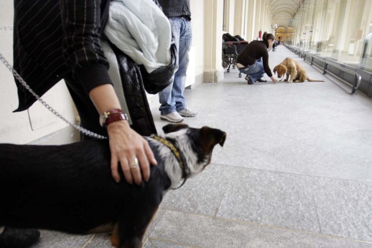 Francia, individuare i casi di positività al nuovo coronavirus grazie al fiuto di cani addestrati a riconoscere la ‘firma’ olfattiva del Covid