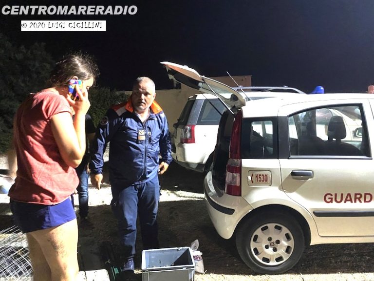 Le uova della caretta caretta da Ladispoli a Cerveteri, Perretta: “Chiederemo spiegazioni”