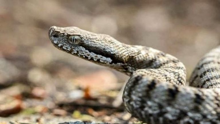 Fanano (Modena), bambina di 11 anni morsa da una vipera: ricoverata in ospedale