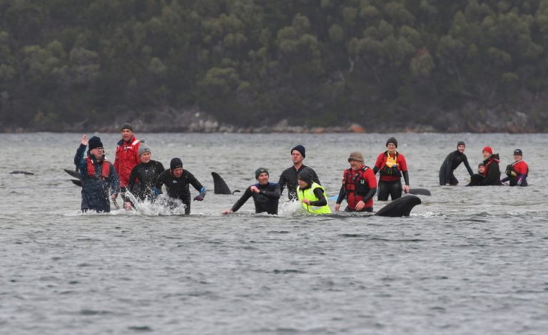 Tasmania (Australia), 90 balene sono morte. I volontari cercano di aiutare le restanti 180