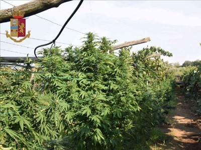 Callano (Barletta), scoperta una coltivazione di cannabis: arrestate tre persone