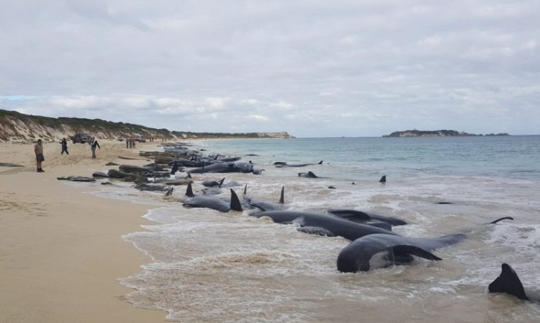 Tasmania (Australia), sinora sono morte 380 balene che si erano arenate