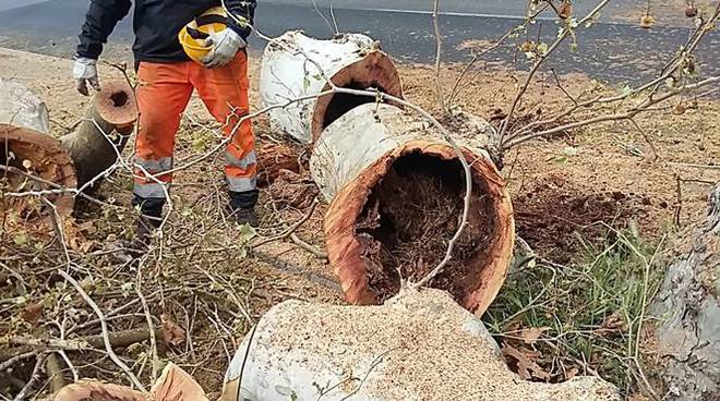 Rinnovamento Cerveteri sugli alberi: “Pascucci spieghi gli abbattimenti”