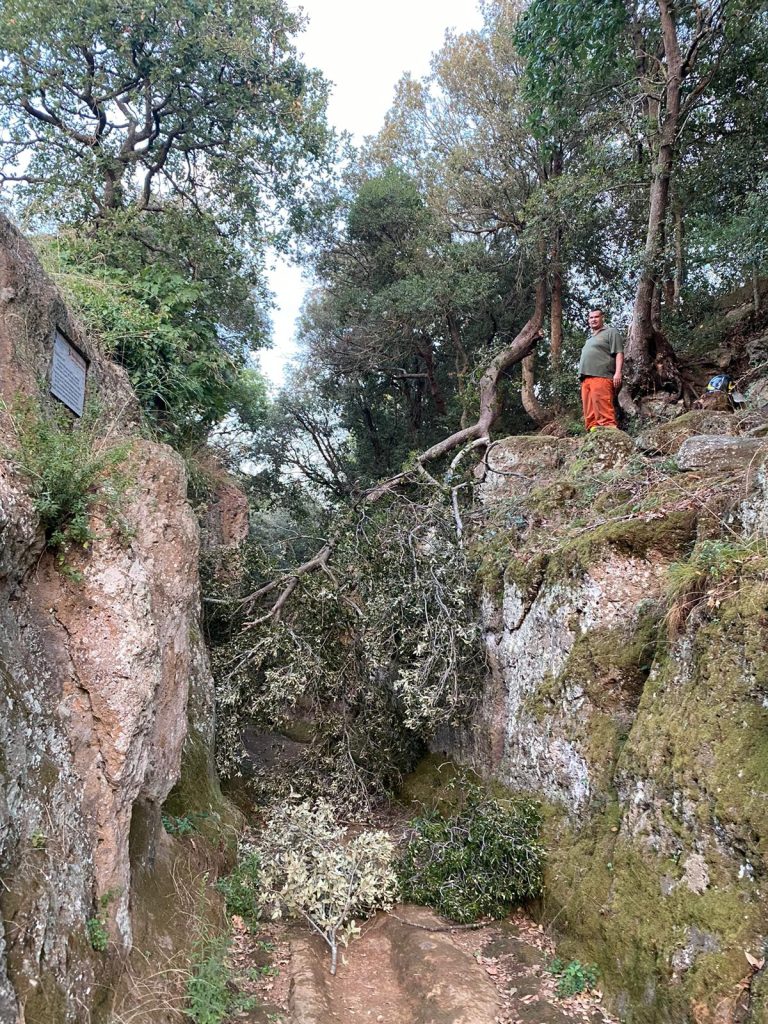 Via degli Inferi: cade un albero, rimosso dai pompieri