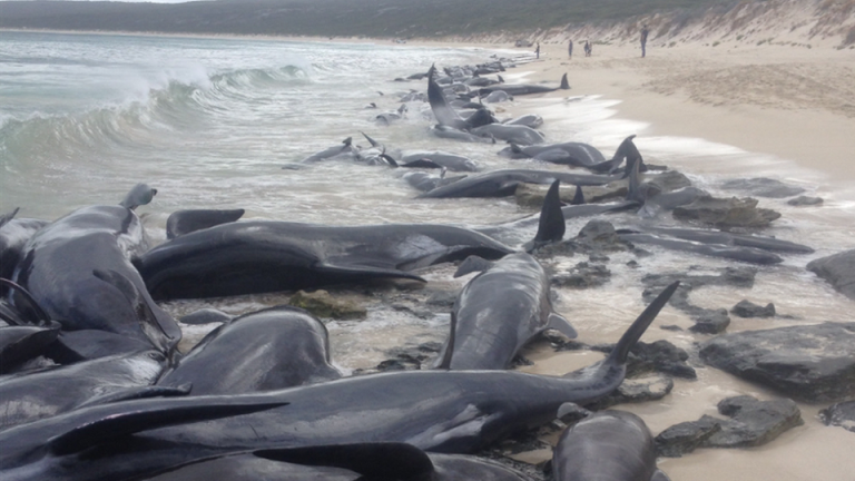 Tasmania (Australia), 70 balene si sono arenate in una baia: al via i soccorsi per salvarle