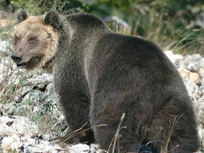 Lagorai (Trento), catturato l’orso “M49”