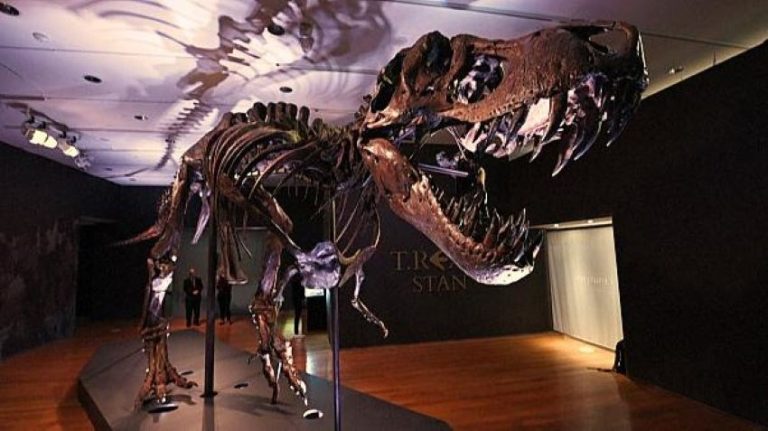 Usa, lo scheletro di un T-Rex è stato venduto per quasi 32 milioni di dollari