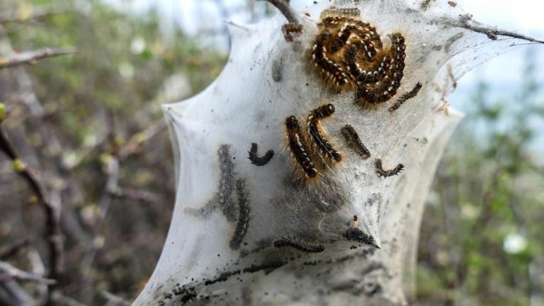 La Multiservizi avvia la disinfestazione contro la processionaria