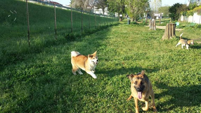 Multiservizi, il 15 e 16 ottobre i dog park di Cerenova resteranno chiusi per effettuare la disinfestazione