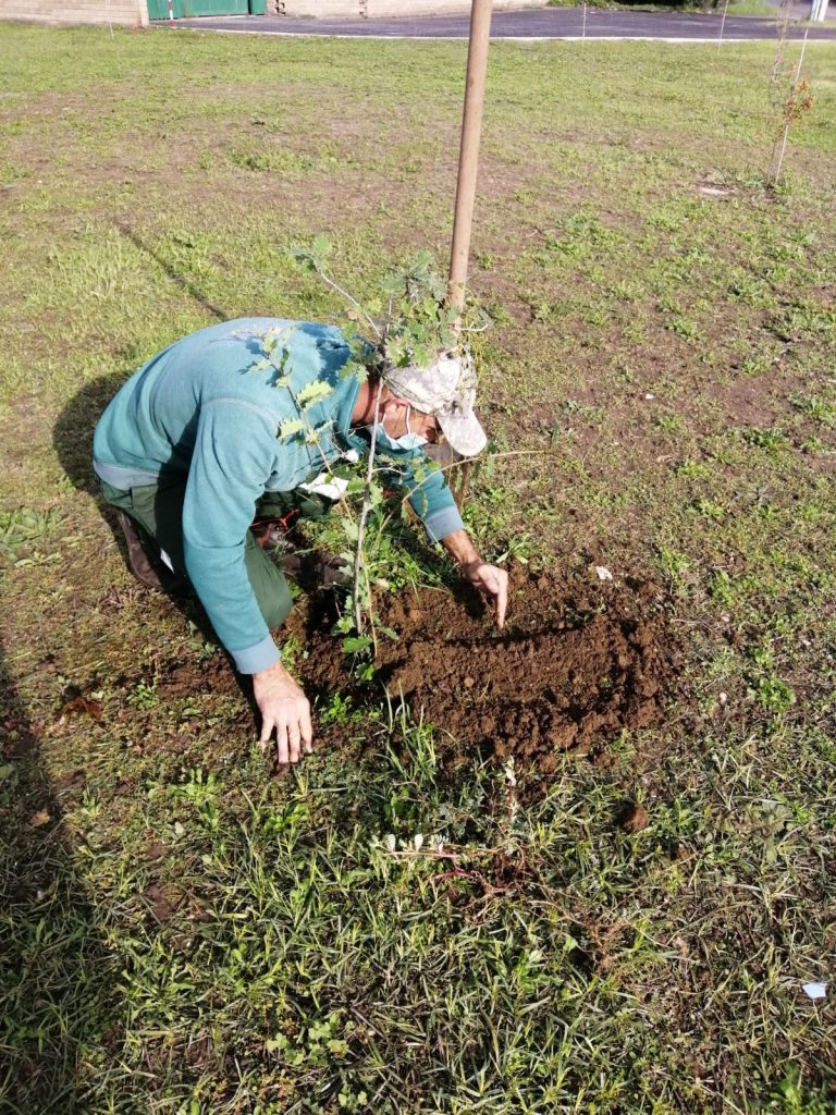 Cerveteri, riforestazione urbana: piantumati 120 nuovi alberi